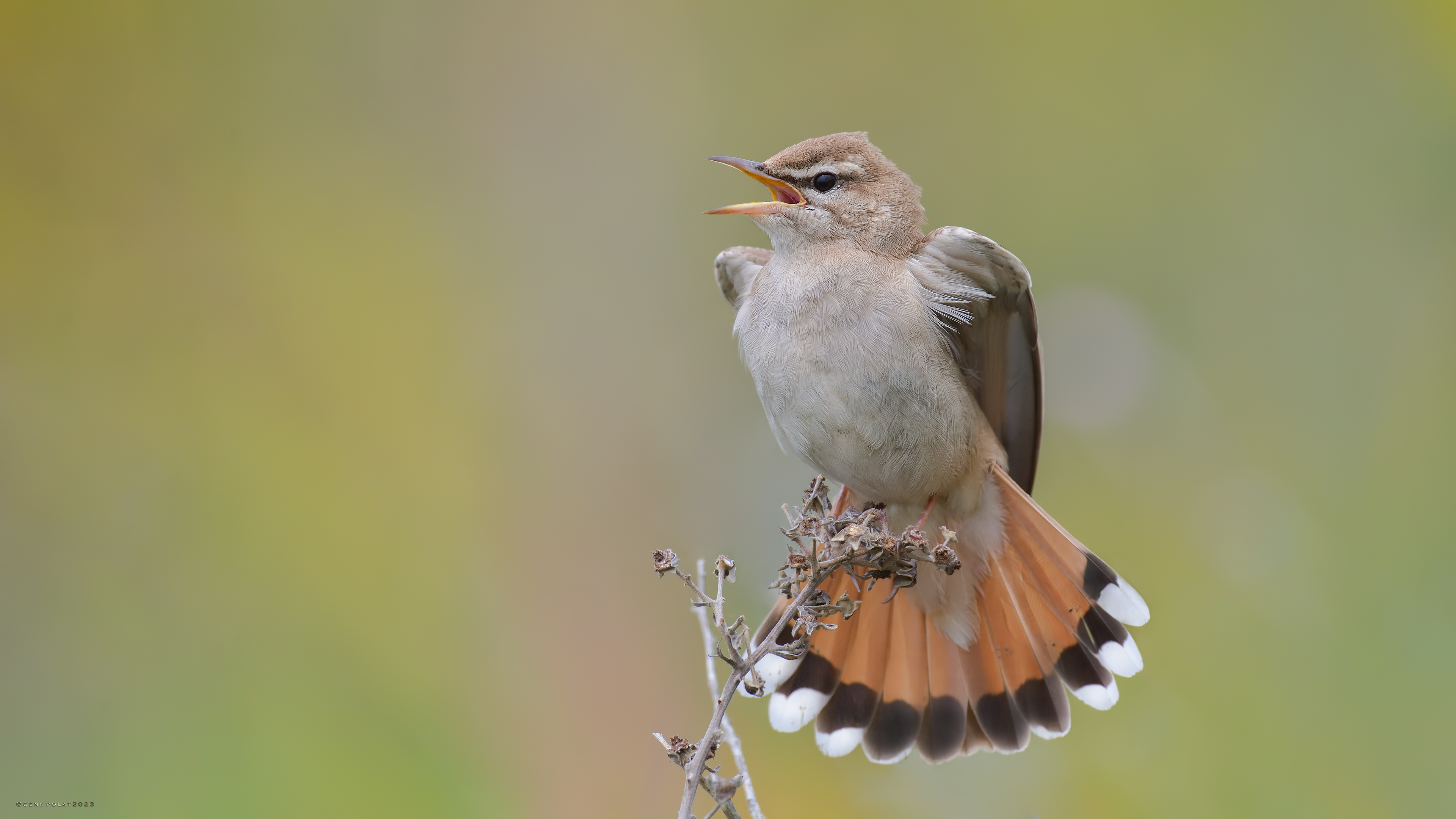Rufous-tailed Scrub-Robin